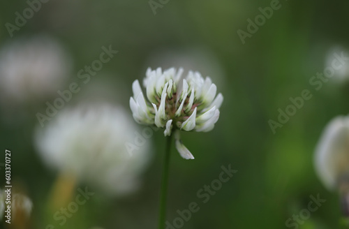 Close up of white clover
