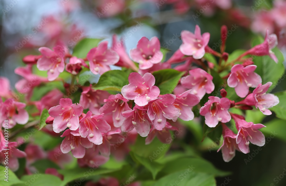 Pink flowers, Crimson Weigela - Czechmark Twopink Pink flowers, Crimson Weigela - Czechmark Twopink