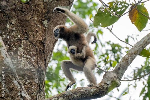 western hoolock gibbon from lawachara forest moulvibazar bangladesh