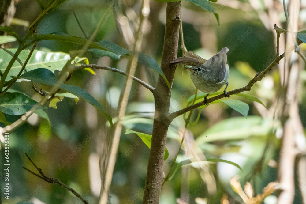 Naklejka premium greenish warbler bird in Sundarbans, the largest mangrove forest in the world. Satkhira, Bangladesh
