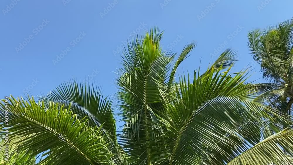 Movement of coconut fronds and blue sky in the background. Movement of coconut fronds and blue sky in the background.