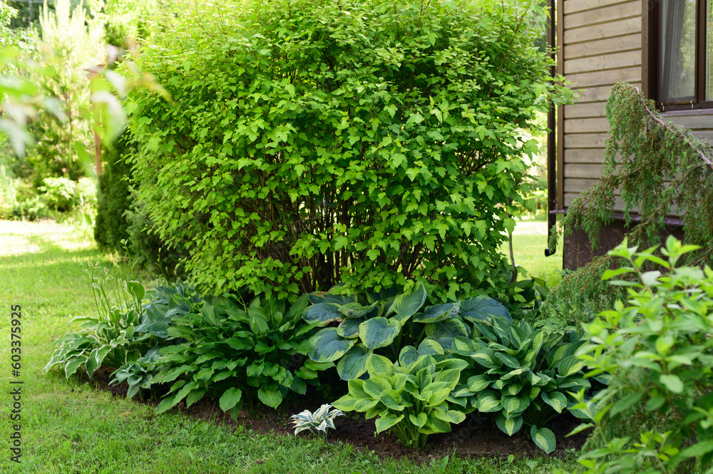 various hostas in summer. Plants composition for shady areas. Beautiful private garden design. various hostas in summer. Plants composition for shady areas. Beautiful private garden design.