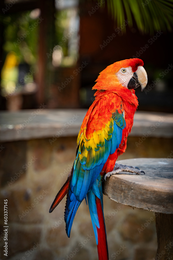 Parrot. Red, blue, green and yellow macaw. Natural environment. Loro. Guacamaya rojo, azul, verde y Amarillo. Ambiente natural. 