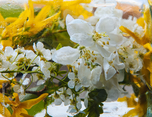 Beautiful spring flowers being photographed behind wet window, close up. Apple tree branch with flowers.