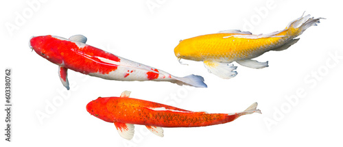 Red and white Kohaku, red Aka Matsuba koi, Yellow Kigoi butterfly koi carp fish are swimming in carp pond, countryside park. Isolated, transparent, PNG file, photograph. Thailand.
