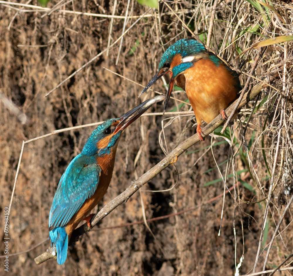 Fototapeta premium Сommon kingfisher, Alcedo atthis. The male gives the fish to the female. The mating ritual of birds