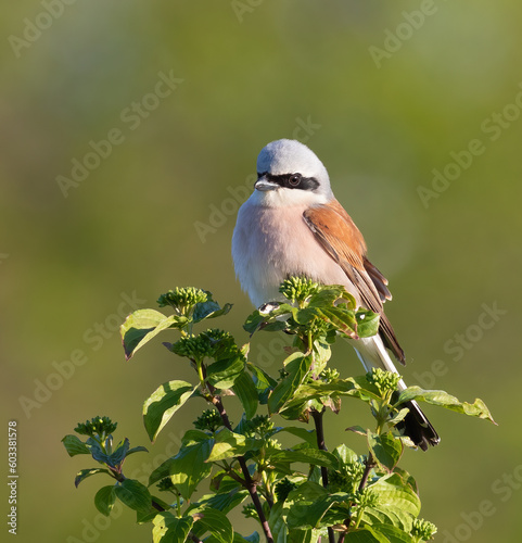 Red-backed shrike, Lanius collurio. The adult male sits on top of the bush