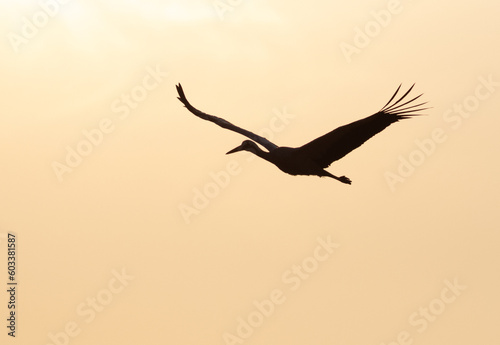 Billede på lærred White stork, Ciconia ciconia