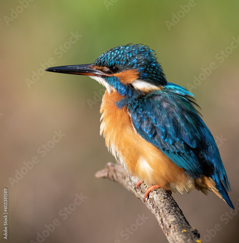Сommon kingfisher, Alcedo atthis. A bird sits on a branch, a beautiful blurry background