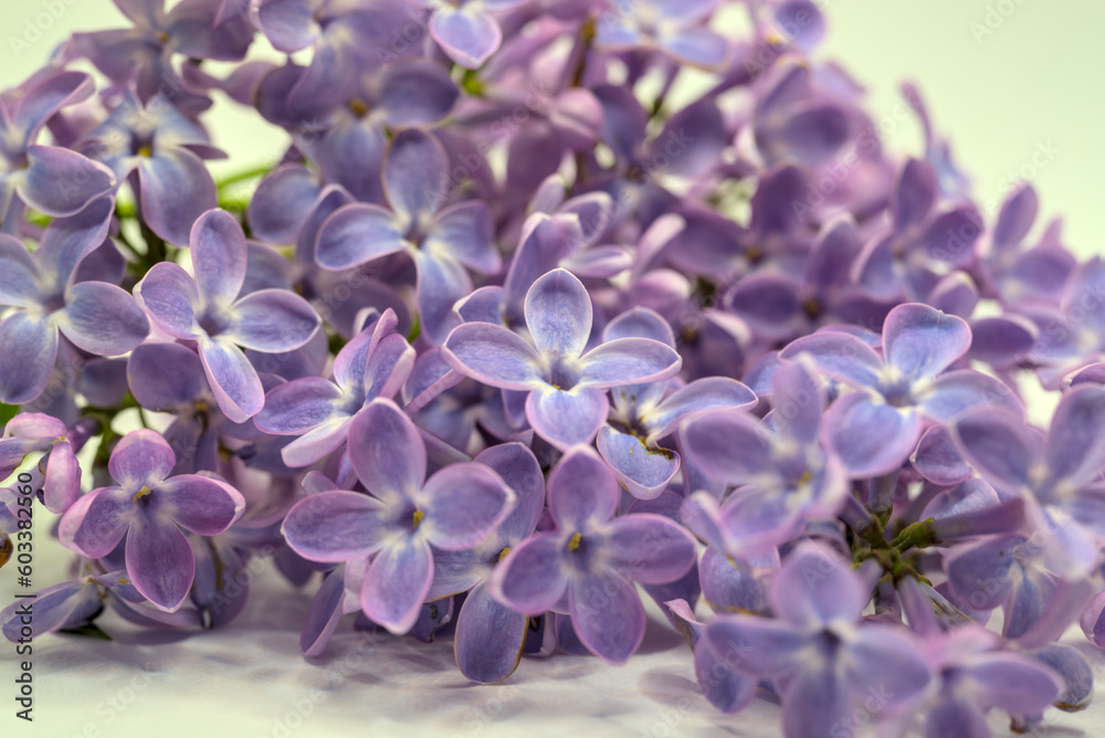 Closeup view of purple lilac flowers
