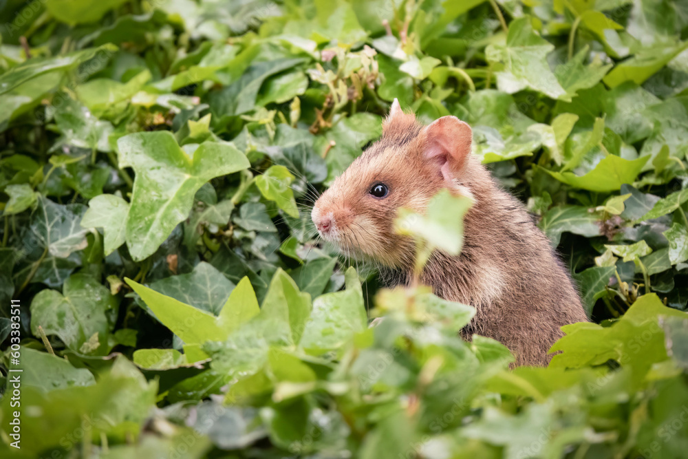 Feldhamster am Zentralfriedhof Wien sitzt inmitten von Efeu und sieht sich aufmerksam um