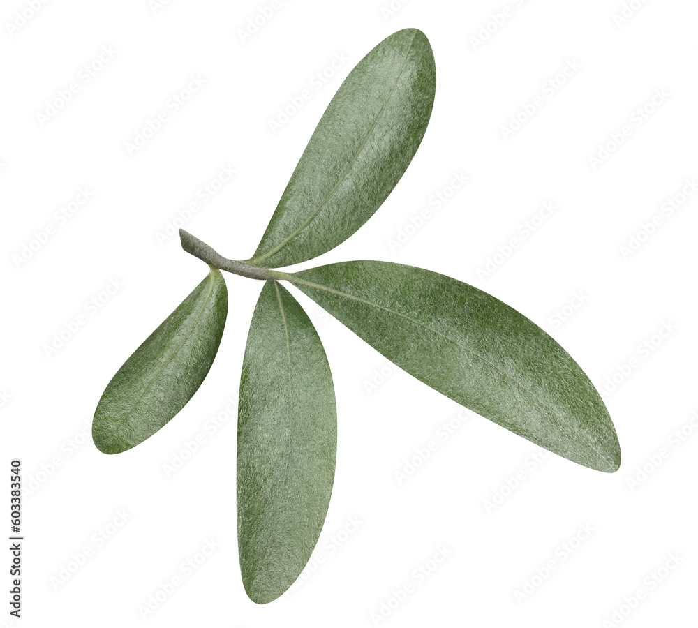 Olive branch, cut out