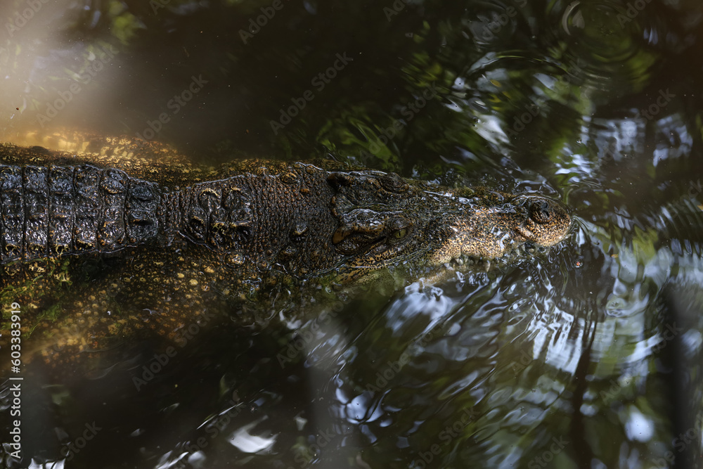 Close up eye crocodile is show head in river Close up eye crocodile is show head in river