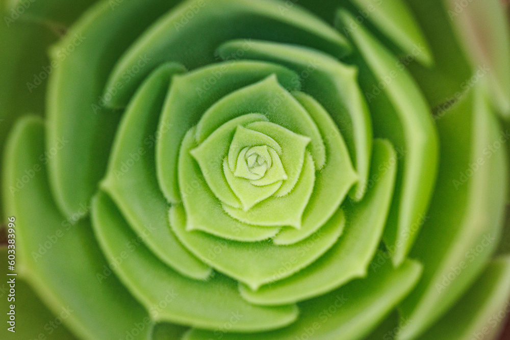 Close up detail of leaves of Succulent plant Close up detail of leaves of Succulent plant
