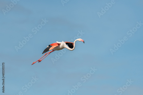 Greater Flamingo flying (Phoenicopterus roseus) in a swamp in spring.