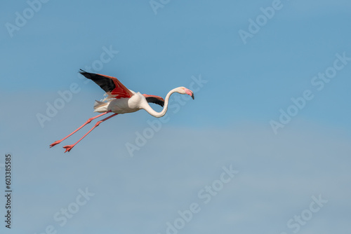 Greater Flamingo flying (Phoenicopterus roseus) in a swamp in spring.
