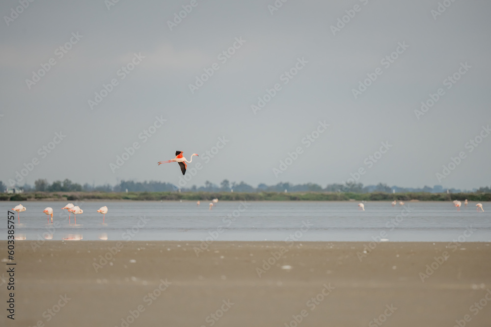 Greater Flamingo (Phoenicopterus roseus) in flight over a lagoon in spring.