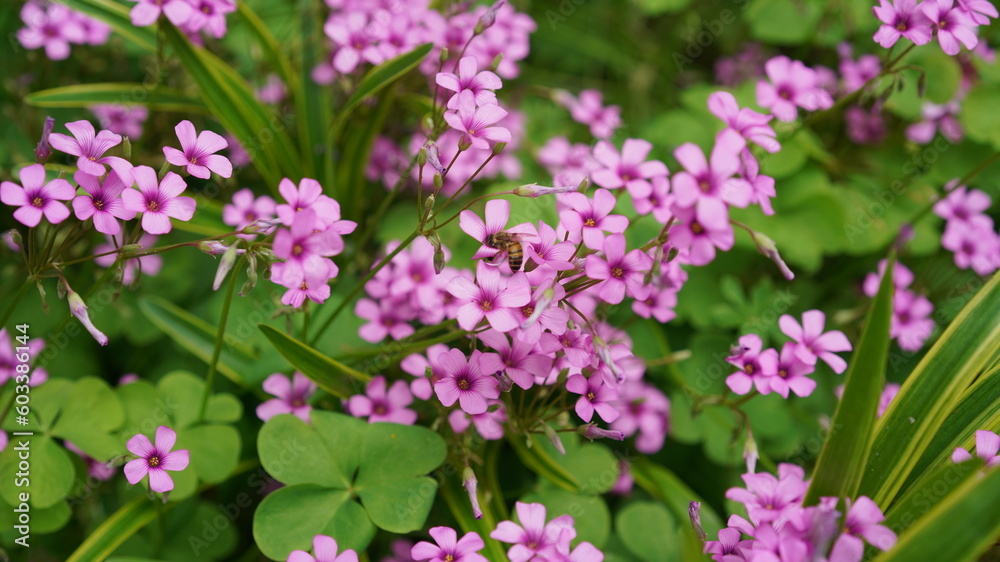 The beautiful flowers blooming in the garden in the warm season The beautiful flowers blooming in the garden in the warm season