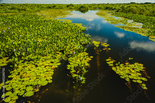 Pantanal wetland Brazil Mato Grosso panoramic view of green natural vegetation on pond lake 