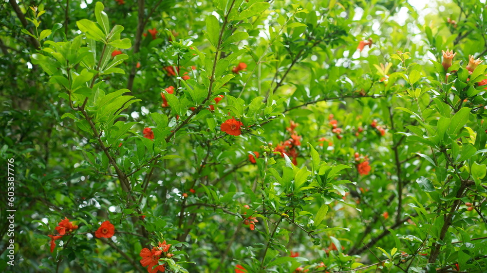 The beautiful flowers blooming in the garden in the warm season