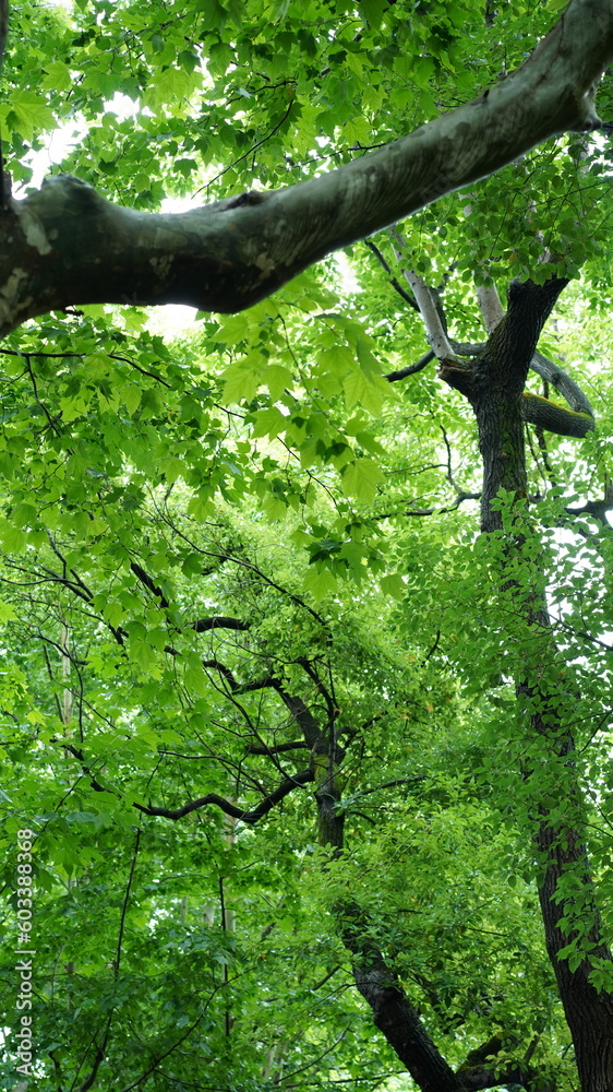 Fototapeta premium The road view with the green trees along the both sides in Shanghai in summer 