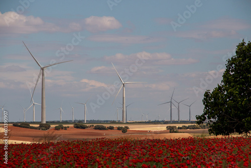 Eletricity producing windmills in a poppy field and rainfed cultivation photo