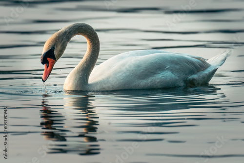 Mute Swan in Reflection