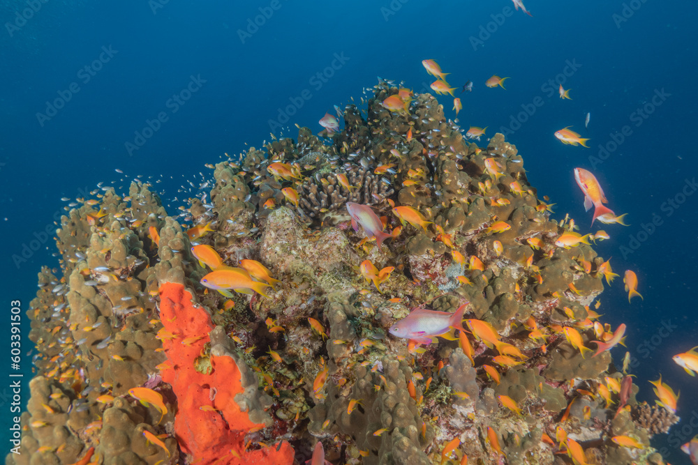 Fototapeta premium Fish swimming in the Red Sea, colorful fish, Eilat Israel 