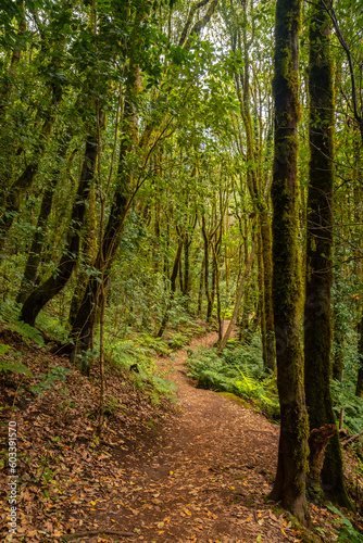 Path between moss covered trees in the evergreen cloud forest of Garajonay National Park, La Gomera, Canary Islands, Spain.