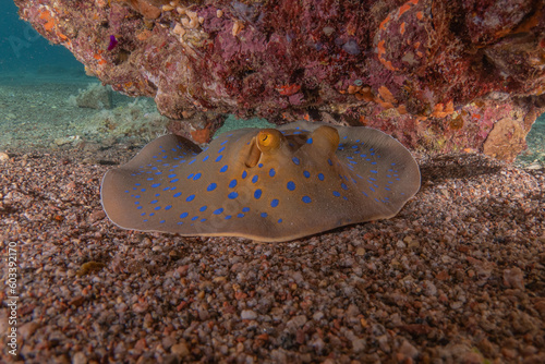 Blue-spotted stingray On the seabed in the Red Sea 