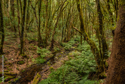 A small river between mossy trees in the evergreen cloud forest of Garajonay National Park, La Gomera, Canary Islands, Spain.