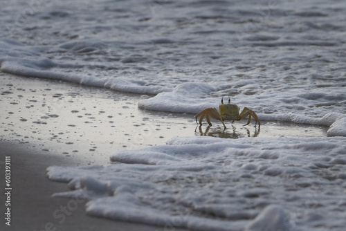 krab na plaży