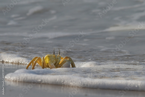 Crab