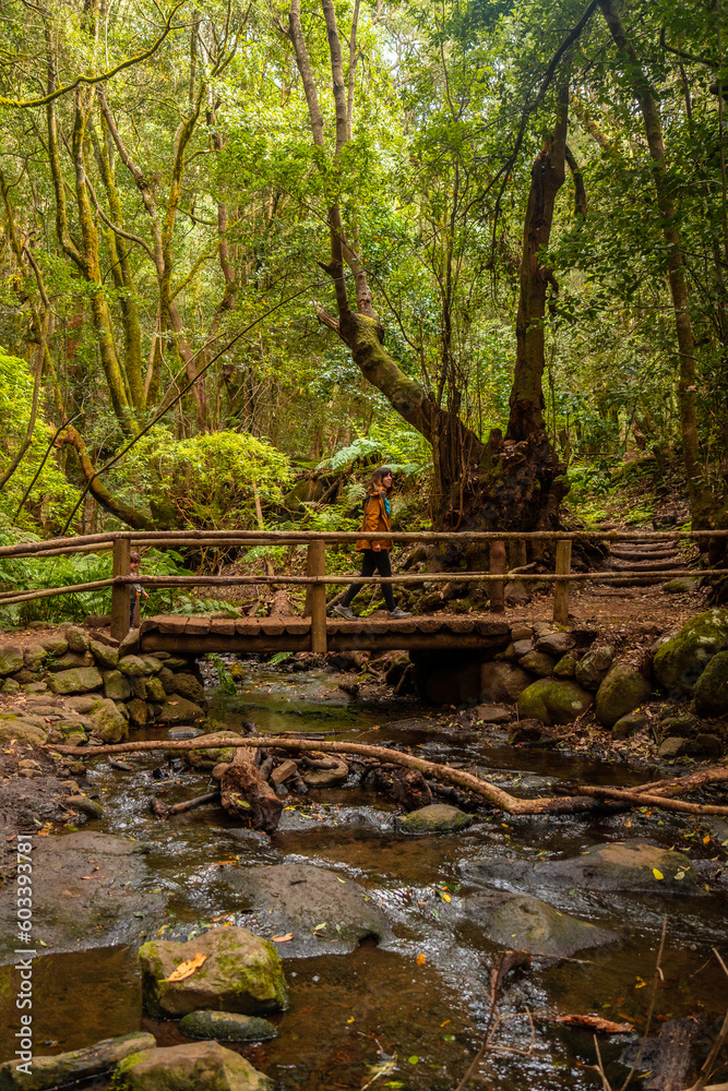 Excursion on the wooden bridge on the river next to Arroyo del Cedro in the evergreen cloud forest of Garajonay National Park, La Gomera, Canary Islands, Spain. Excursion on the wooden bridge on the river next to Arroyo del Cedro in the evergreen cloud forest of Garajonay National Park, La Gomera, Canary Islands, Spain.