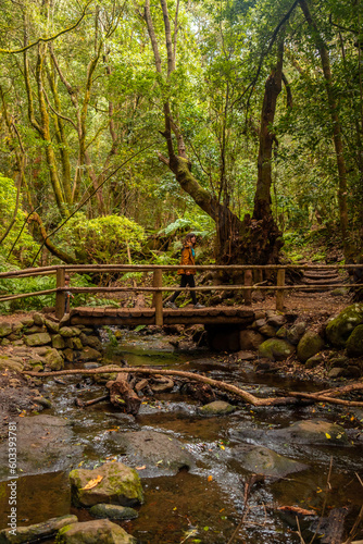 Excursion on the wooden bridge on the river next to Arroyo del Cedro in the evergreen cloud forest of Garajonay National Park  La Gomera  Canary Islands  Spain.