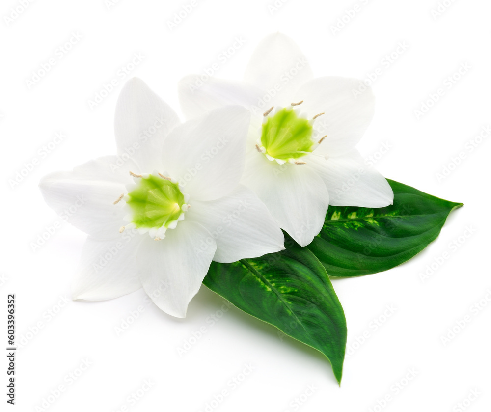 Obraz premium Two white flowers.