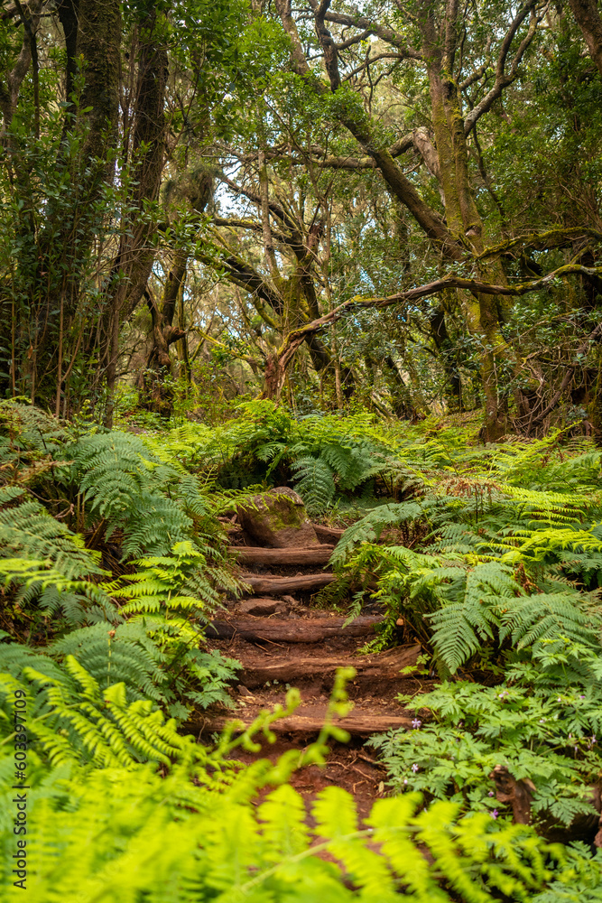 Stairs on the trail in the mossy tree forest of Garajonay National Park, La Gomera, Canary Islands. On the excursion to Las Creces Stairs on the trail in the mossy tree forest of Garajonay National Park, La Gomera, Canary Islands. On the excursion to Las Creces