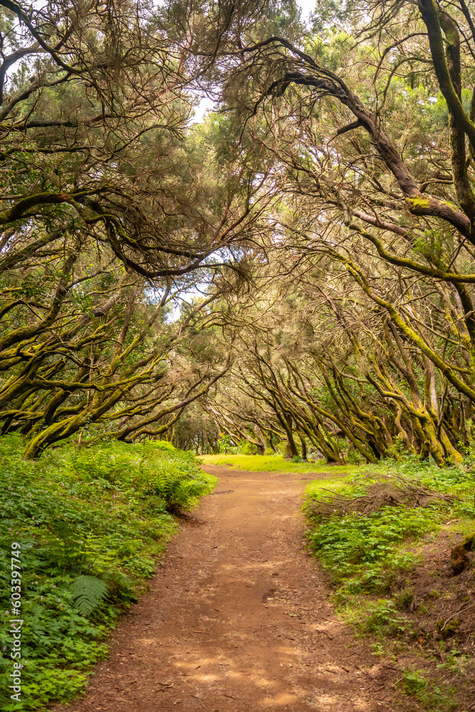 Path in the mossy forest of Garajonay National Park, La Gomera, Canary Islands. On the excursion to Las Creces Path in the mossy forest of Garajonay National Park, La Gomera, Canary Islands. On the excursion to Las Creces