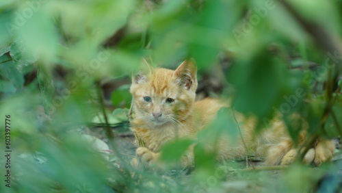 One cute cat having a rest in the yard © Bo