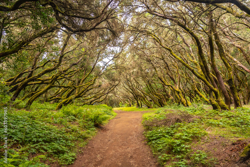 Path in the mossy forest of Garajonay National Park, La Gomera, Canary Islands. On the excursion to Las Creces Path in the mossy forest of Garajonay National Park, La Gomera, Canary Islands. On the excursion to Las Creces