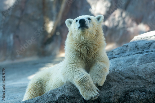旭山動物園の動物