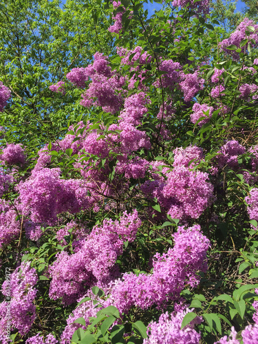Blossoming purple lilac in the garden. Close-up. Location vertical.