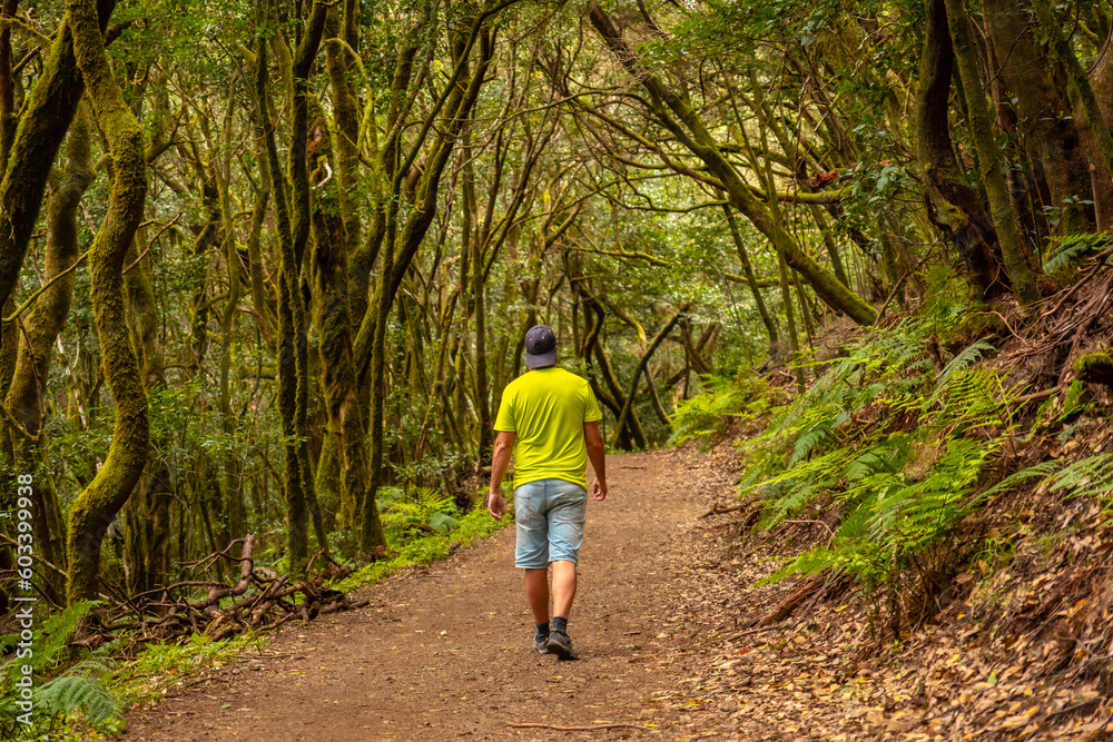 Man walking on a trekking trail in the mossy tree forest of Garajonay National Park, La Gomera, Canary Islands. On the excursion to Las Creces
