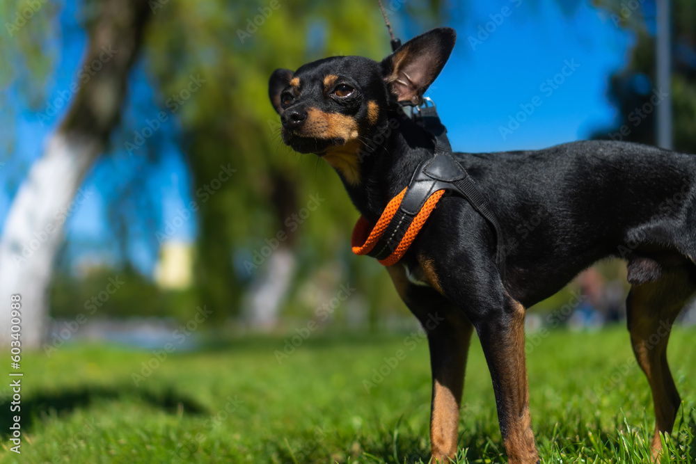 Close-up of a cute little dog on the grass outside. Black and tan smooth-haired Russian Toy Terrier on the lawn on a sunny day Close-up of a cute little dog on the grass outside. Black and tan smooth-haired Russian Toy Terrier on the lawn on a sunny day