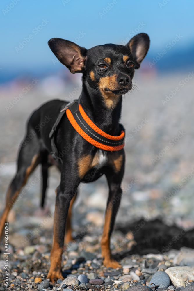Beautiful black and tan dog of the russian Toy Terrier breed poses on the beach against the background of the sea on a sunny day. Vertical photo Beautiful black and tan dog of the russian Toy Terrier breed poses on the beach against the background of the sea on a sunny day. Vertical photo