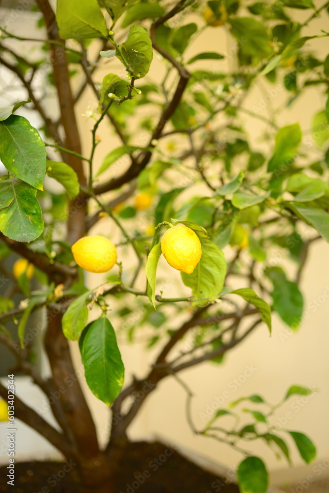 Close-up on a part of a citrus tree in a pot with 2 lemon fruits in bloom end April in front of a soft ocher yellow wall background