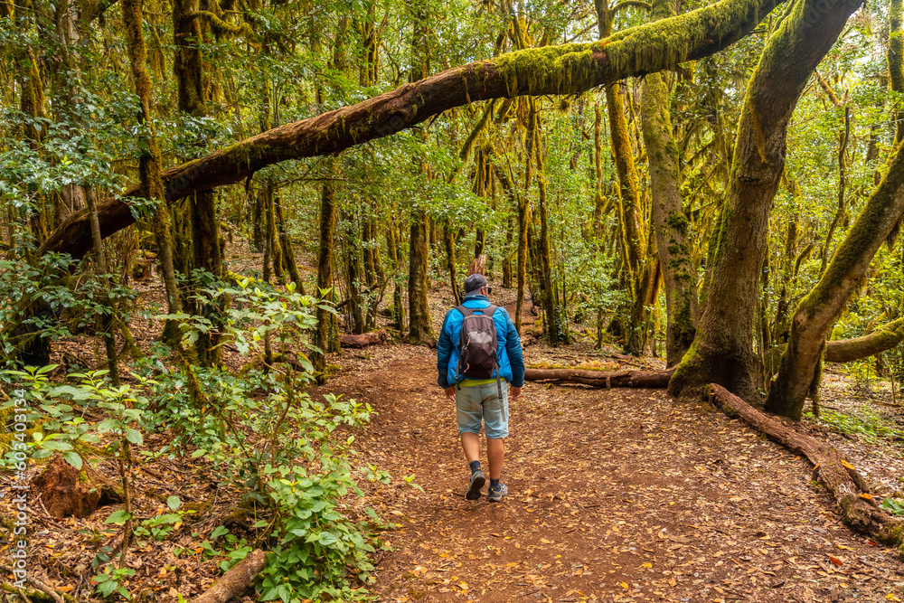 Man on the Garajonay trail of the Parque Natural del Bosque in La Gomera, Canary Islands. Trail of Raso de la Bruma and Risquillos de Corgo Man on the Garajonay trail of the Parque Natural del Bosque in La Gomera, Canary Islands. Trail of Raso de la Bruma and Risquillos de Corgo