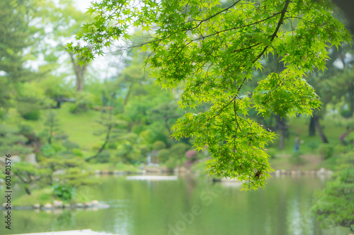 広島 初夏の縮景園の庭園を彩る美しい緑のもみじの葉
