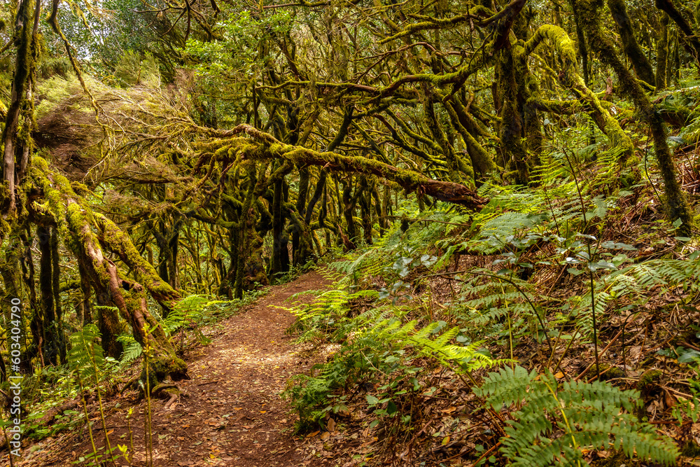 Obraz premium Trekking to Garajonay del Bosque natural park in La Gomera, Canary Islands. Trees with moss, humid forest on the path of Raso de la Bruma and Risquillos de Corgo