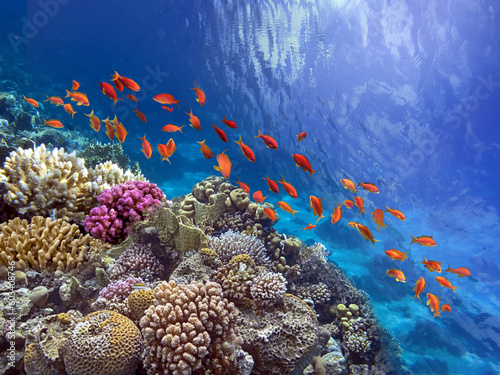 Coral Reef in the Red Sea with Lyretail Anthias